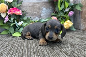 Claire - Dachshund, Mini for sale