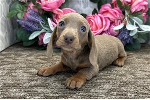 Nora - Dachshund, Mini for sale