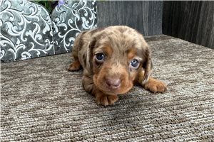Lucas - puppy for sale