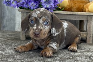 Imogen - puppy for sale