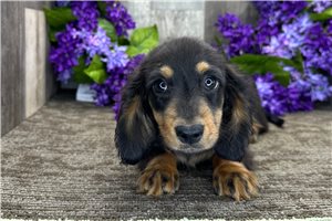 Henry - Dachshund, Mini for sale