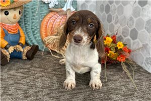 Cecile - Mini Dachshund for sale