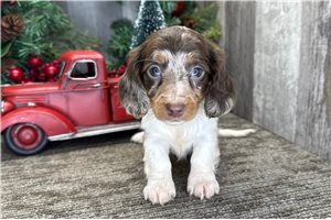 Dina - Dachshund, Mini for sale