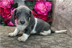 Wesson - Dachshund, Mini for sale