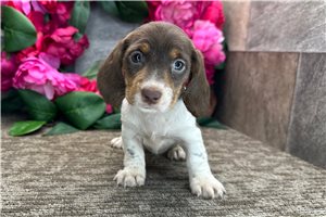 Cecile - Dachshund, Mini for sale