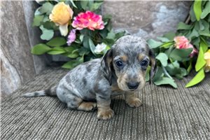 Springfield - puppy for sale