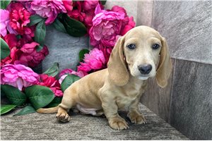 Winchester - Dachshund, Mini for sale