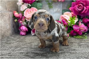 Sargent - puppy for sale