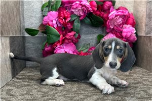 Shane - Dachshund, Mini for sale