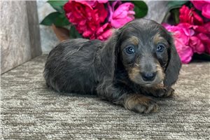 Cowgirl - Dachshund, Mini for sale