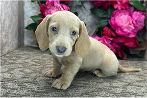 Winchester - Dachshund, Mini for sale