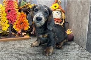 Cinch - Dachshund, Mini for sale