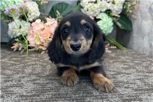 Henry - Dachshund, Mini for sale