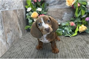 Master - Dachshund, Mini for sale