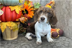 Cecile - Mini Dachshund for sale