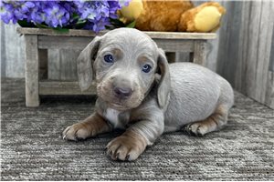 Isaac - puppy for sale