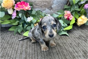 Ruger - puppy for sale