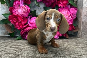Master - Mini Dachshund for sale