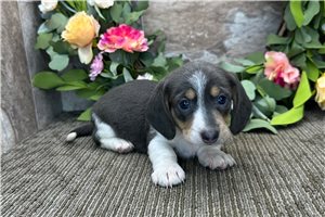 Shane - puppy for sale