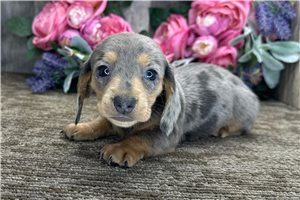 Nikita - puppy for sale