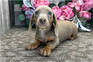 Nora - Dachshund, Mini for sale