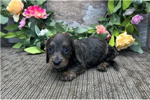 Cowgirl - Dachshund, Mini for sale