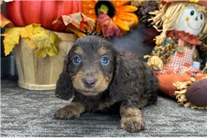 Drake - Tweenie Dachshund for sale