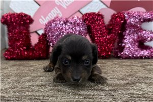 Henry - Dachshund, Mini for sale