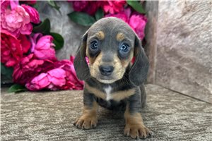Claire - Mini Dachshund for sale