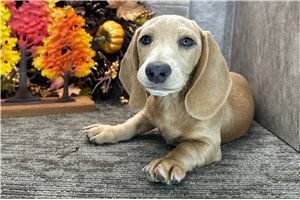Winchester - puppy for sale