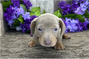 Madison - Dachshund, Mini for sale
