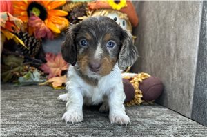 Dylan - puppy for sale