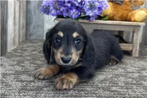 Henry - Dachshund, Mini for sale