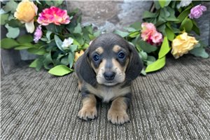 Chuck - puppy for sale