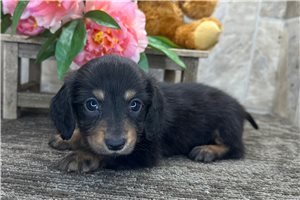 Henry - Dachshund, Mini for sale