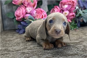 Nora - Mini Dachshund for sale