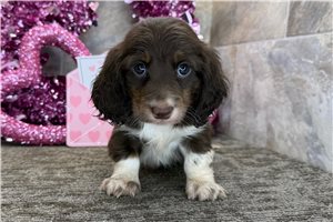 Fletcher - Dachshund, Mini for sale