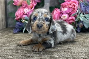 Nathaniel - puppy for sale