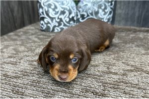 Liam - puppy for sale