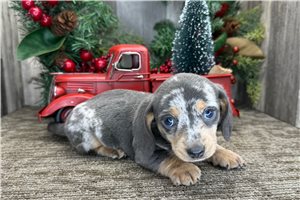 Elphaba - Dachshund, Mini for sale