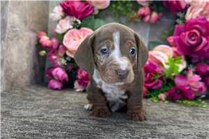 Master - Dachshund, Mini for sale