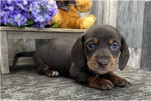 Irving - Dachshund, Mini for sale