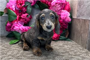 Cinch - Dachshund, Mini for sale