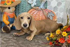 Winchester - puppy for sale