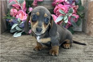 Claire - Dachshund, Mini for sale