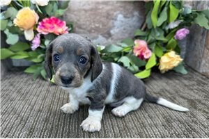 Wesson - puppy for sale