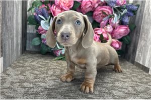 Madison - Dachshund, Mini for sale