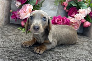 Nora - Dachshund, Mini for sale