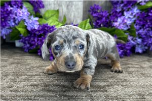 Mila - puppy for sale