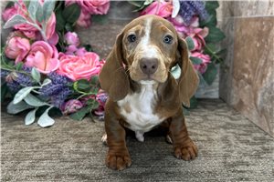 Master - Dachshund, Mini for sale